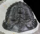 Hollardops Trilobite - Large Specimen #68644-3